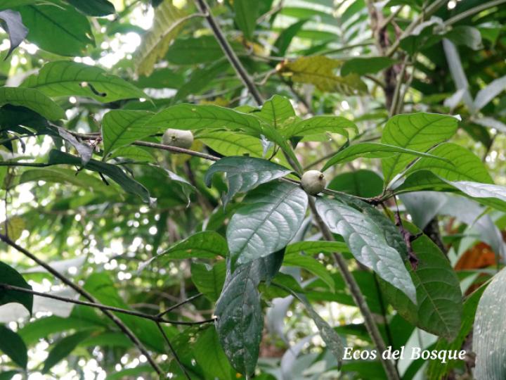 Randia grandifolia