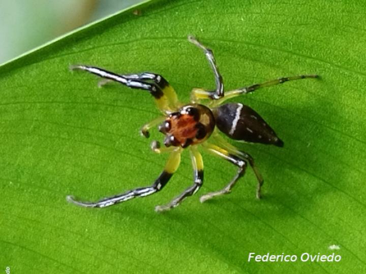 Especie salticidae 03 (Araña saltarina)