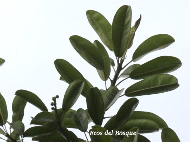 Sapium glandulosum (Yos) Sapium glandulosum (Yos)