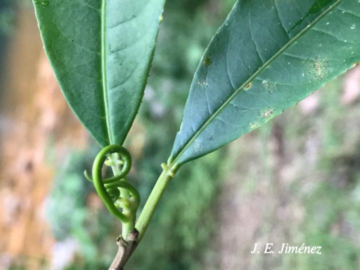 Sapium glandulosum (Yos) Sapium glandulosum (Yos)