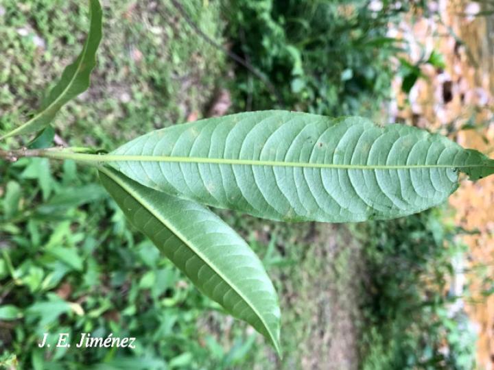 Sapium glandulosum (Yos) Sapium glandulosum (Yos)