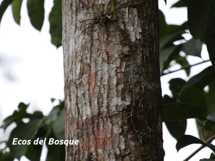 Sapium glandulosum (Yos) Sapium glandulosum (Yos)