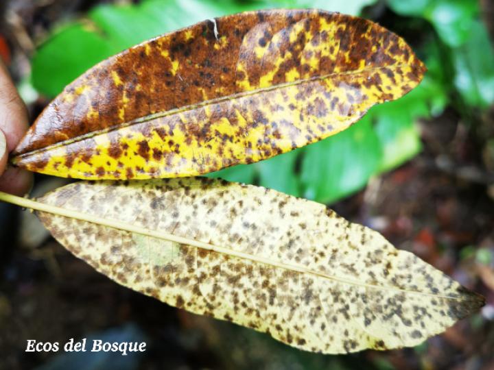 Sapium glandulosum (Yos) Sapium glandulosum (Yos)