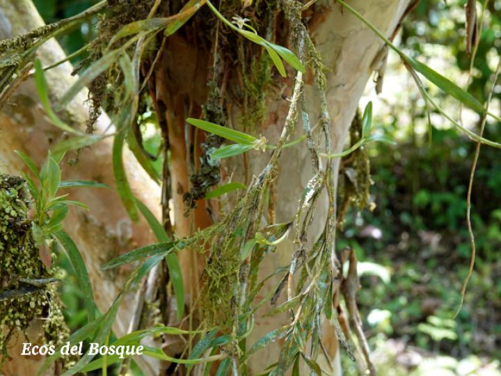 Scaphyglottis amparoana