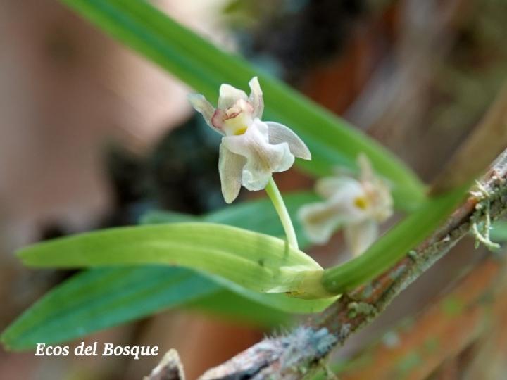 Scaphyglottis amparoana