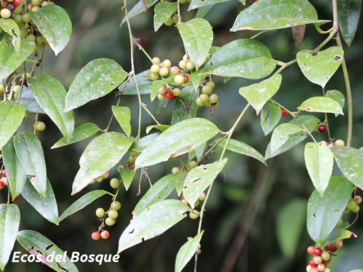 Smilax dominguensis (Cuculmeca)