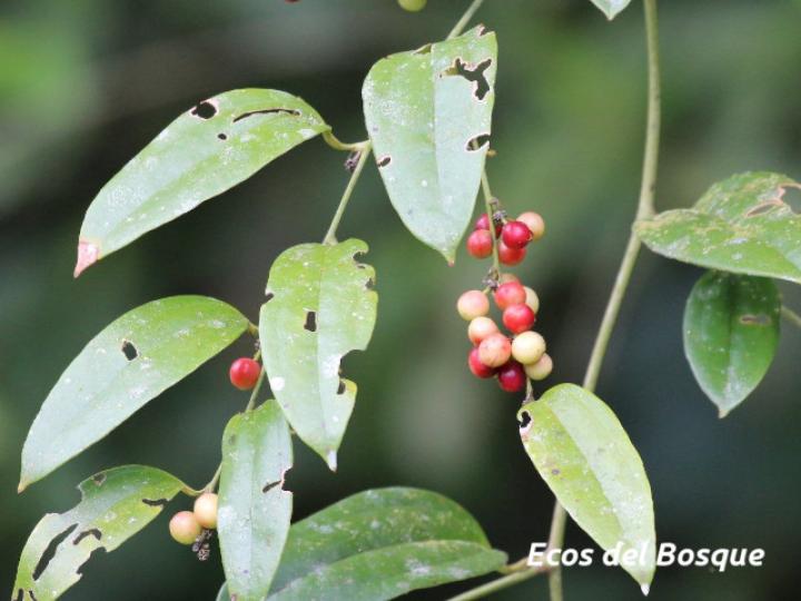Smilax dominguensis (Cuculmeca)