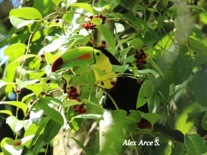 Smilax dominguensis (Cuculmeca)