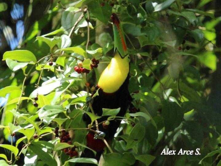 Smilax dominguensis (Cuculmeca)