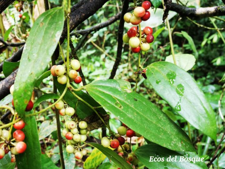 Smilax dominguensis (Cuculmeca)