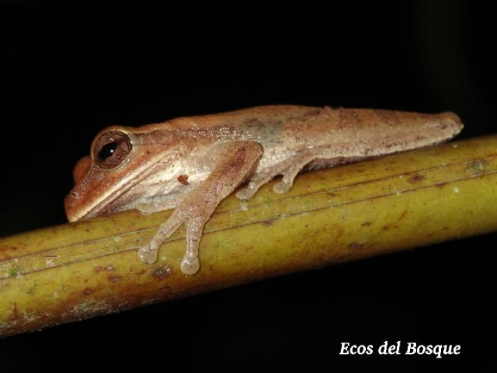 Smilisca sordida (Rana arborícola parda)