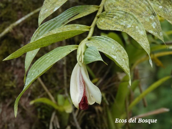 Sobralia helleri (Flor de un día)