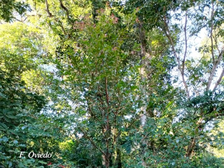 Syzygium paniculatum (Cereza magenta)