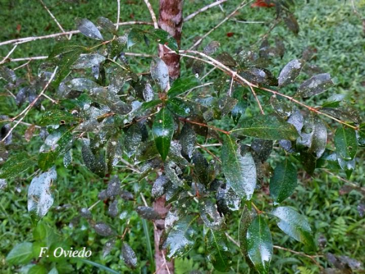 Syzygium paniculatum (Cereza magenta)