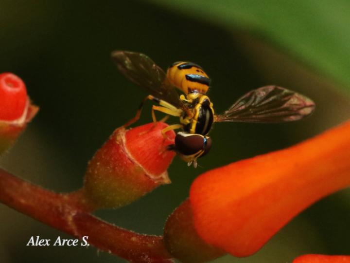 Toxomerus virgulatus