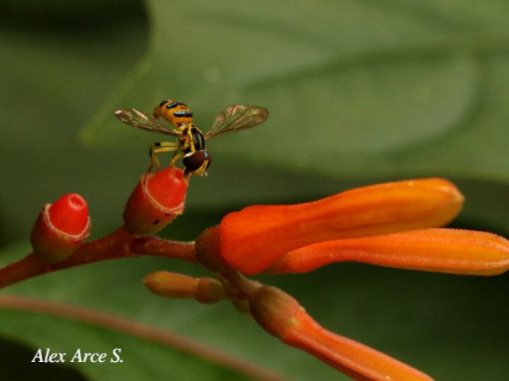 Toxomerus virgulatus