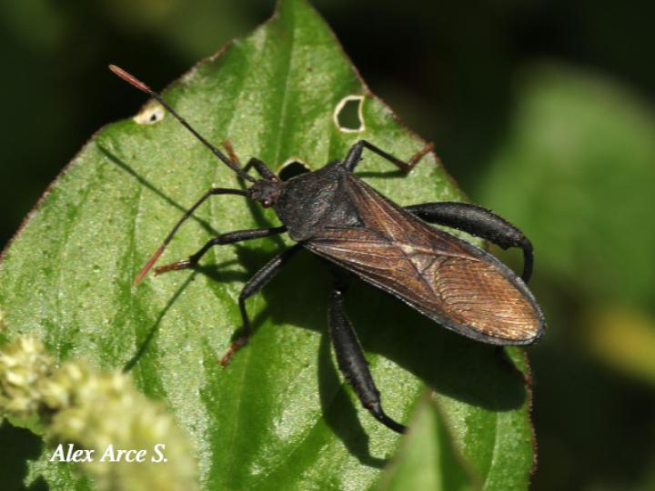 Acanthocephala femorata
