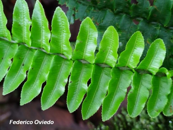 Asplenium sp Asplenium sp