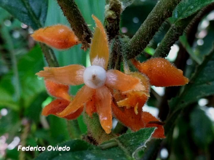 Besleria columneoides