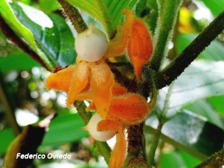 Besleria columneoides