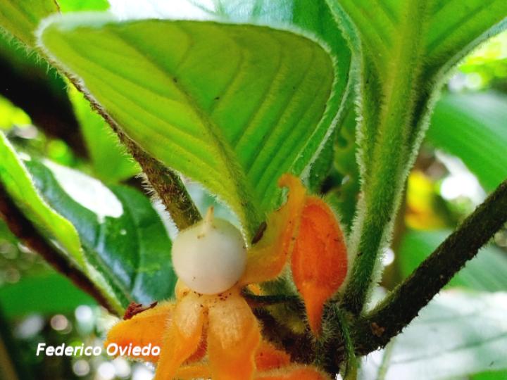 Besleria columneoides