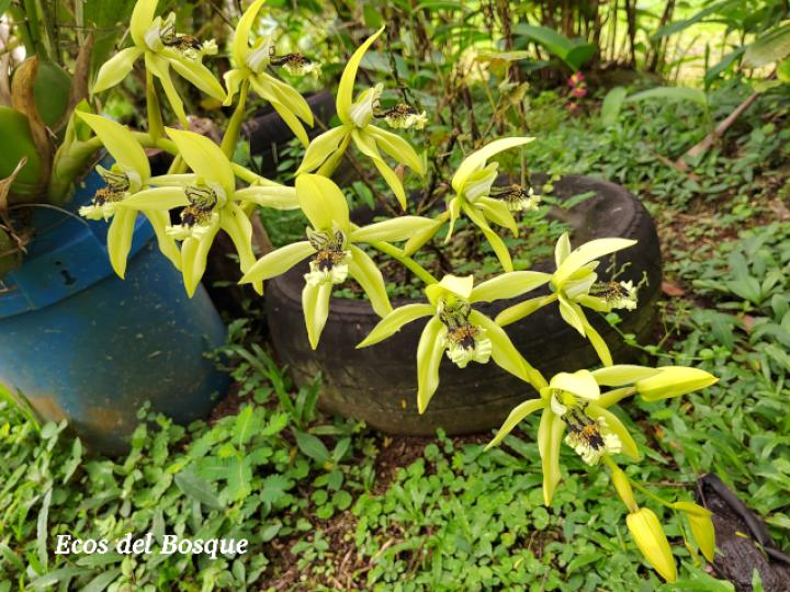 Coelogyne pandurata (Orquídea negra)