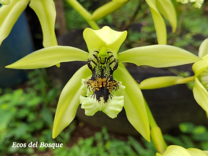 Coelogyne pandurata (Orquídea negra)