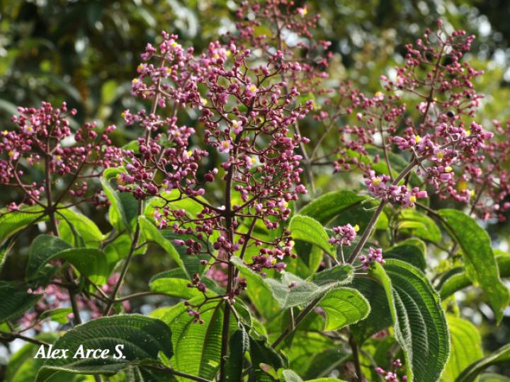 Conostegia subcrustulata (Uña de gato)