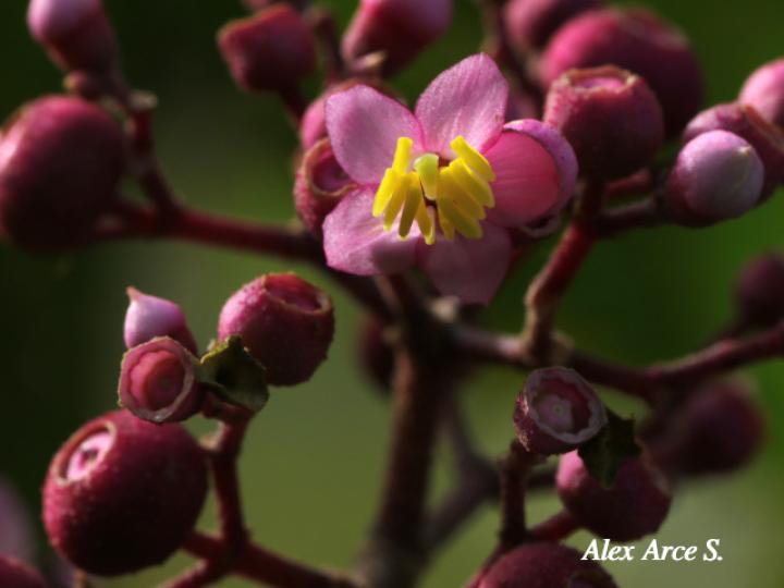Conostegia subcrustulata (Uña de gato)
