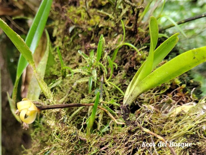 Cryptocentrum latifolium