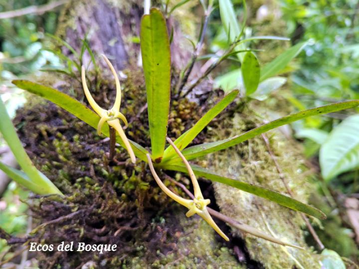 Cryptocentrum latifolium