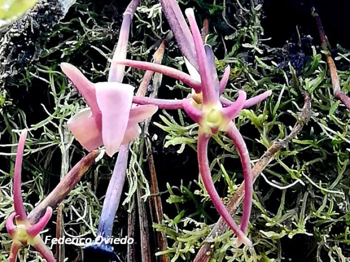 Cryptocentrum latifolium