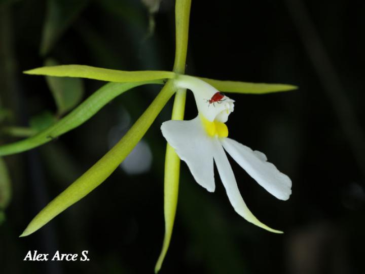 Epidendrum nocturnum