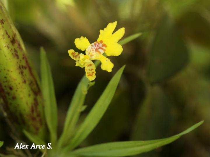 Erycina crista-galli