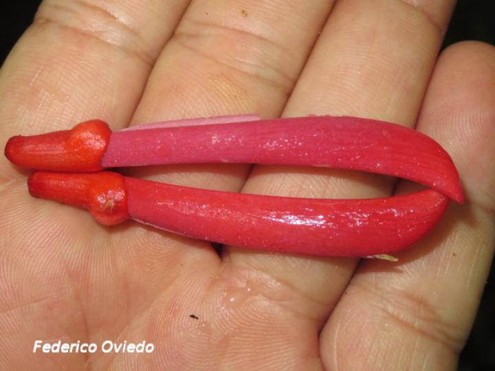 Erythrina gibbosa (Poró)