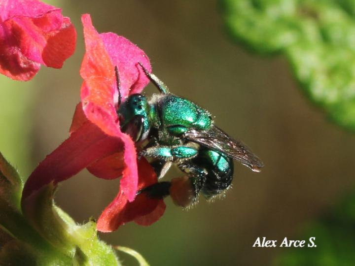 Euglossa azureoviridis (Abeja de las orquídeas)