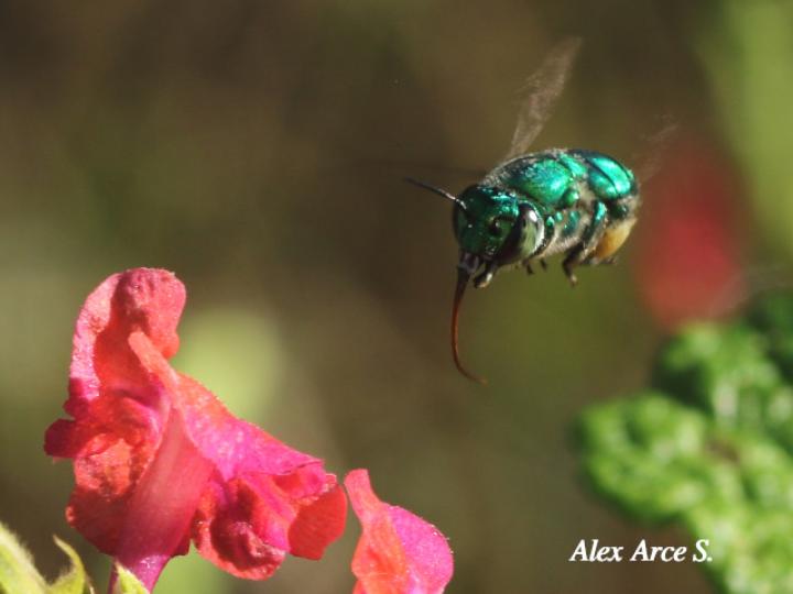 Euglossa azureoviridis (Abeja de las orquídeas)