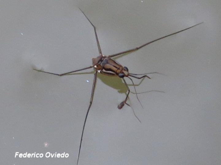 Gerrido no Identificado