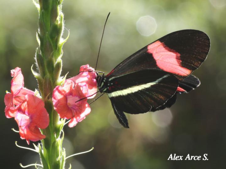 Heliconius melpomene rosina