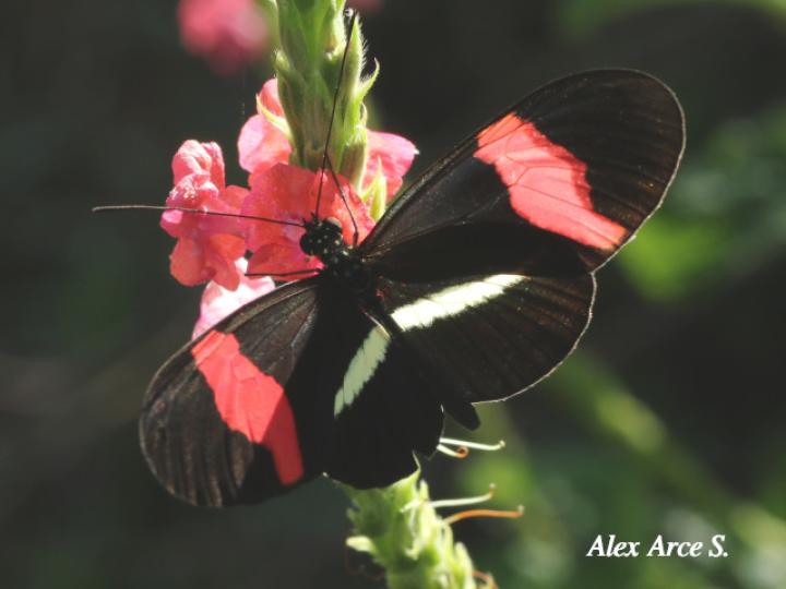 Heliconius melpomene rosina