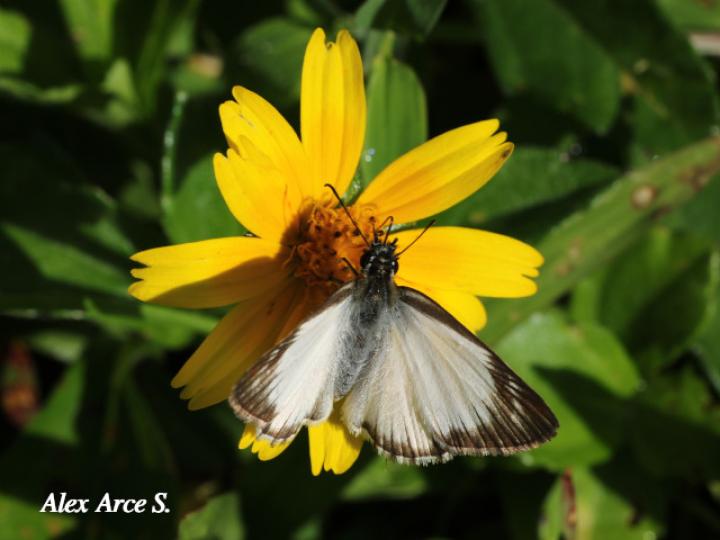 Heliopetes arsalte (Capitán blanco veteado)