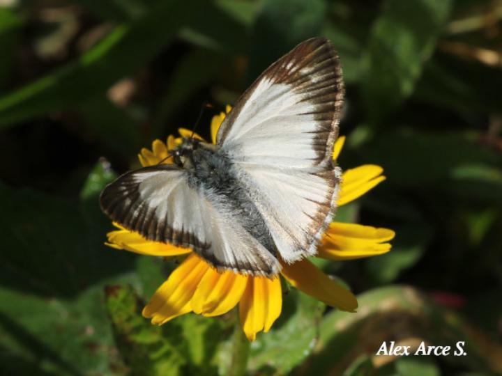 Heliopetes arsalte (Capitán blanco veteado)