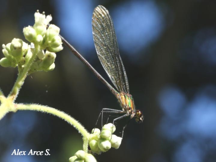 Hetaerina occisa, hembra