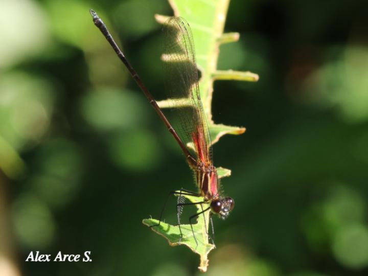 Hetaerina occisa