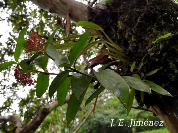 Notopleura parasitica