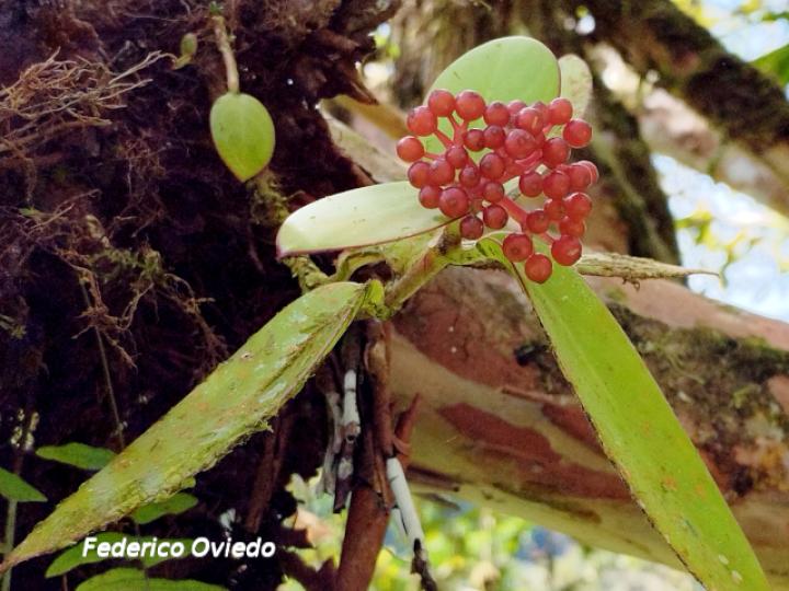 Notopleura parasitica