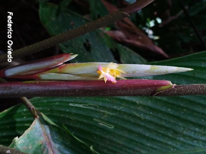 Pleiostachya leiostachya