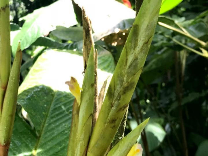 Pleiostachya leiostachya