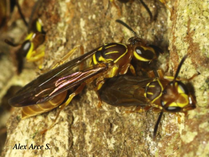 Polybia nidulatrix