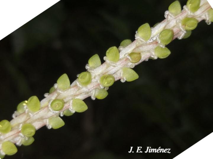 Prescottia stachyodes